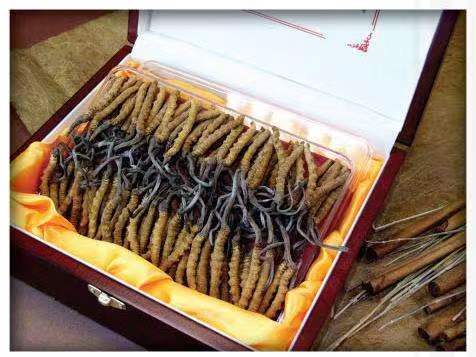 上饶冬虫夏草回收